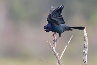 Boat-tailed grackle - Quiscalus major
