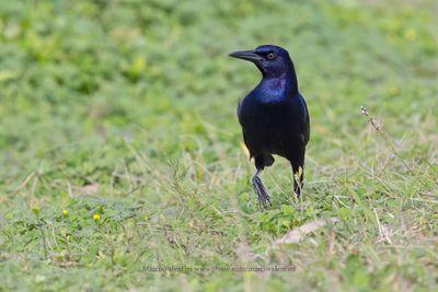 Boat-tailed grackle - Quiscalus major