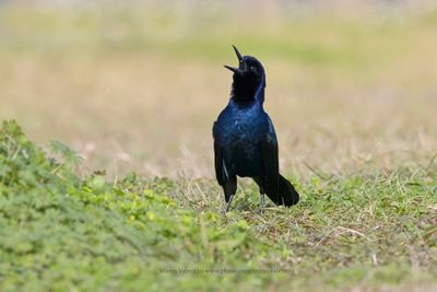 Boat-tailed grackle - Quiscalus major