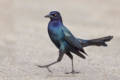 Boat-tailed grackle - Quiscalus major