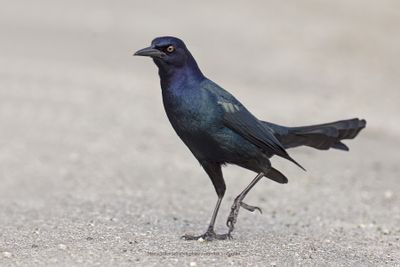 Boat-tailed grackle - Quiscalus major