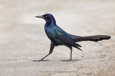 Boat-tailed grackle - Quiscalus major