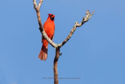 Northern Cardinal - Cardinalis cardinalis