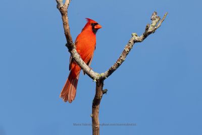 Northern Cardinal - Cardinalis cardinalis
