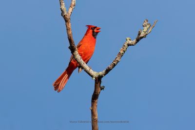 Northern Cardinal - Cardinalis cardinalis
