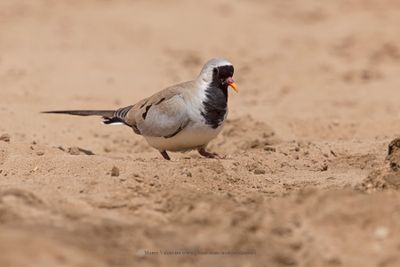 Namaqua Dove - Oena capensis