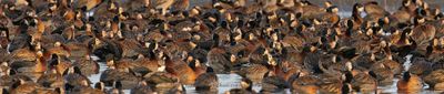 White-faced Whistling-duck - Dendrocygna viduata