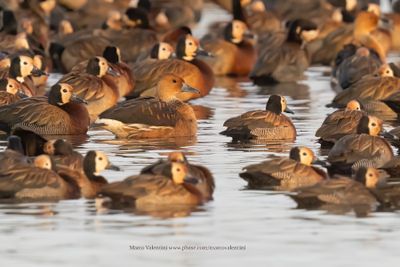 White-faced Whistling-duck - Dendrocygna viduata