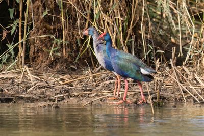 African Swamphen - Porphyrio madagascariensis