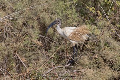 Sacred ibis - Threskiornis aethiopicus