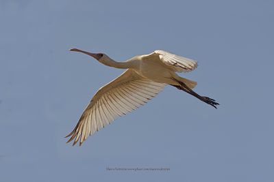 African Spoonbill - Platalea alba