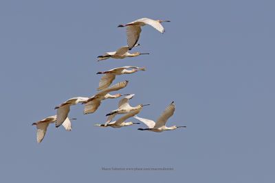 African Spoonbill - Platalea alba