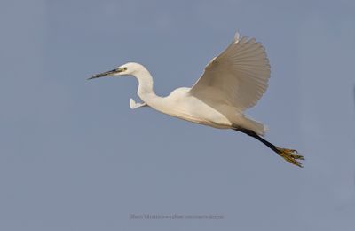 Little egret - Egretta garzetta