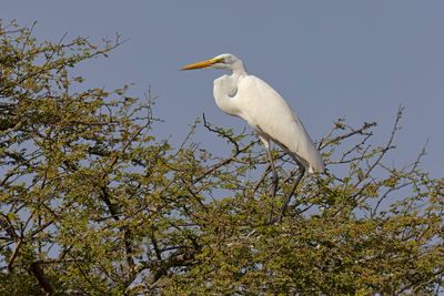 Great White heron - Ardea alba