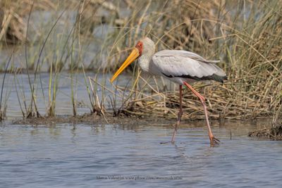 Yellow-billed Stork - Mycteria ibis