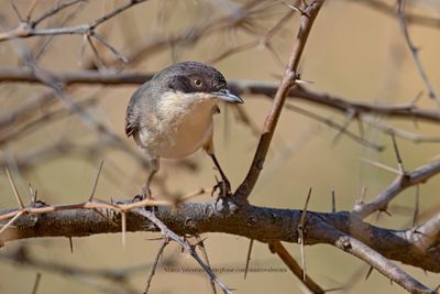 Western Orphean Warbler - Sylvia hortensis
