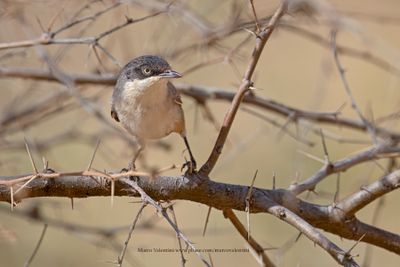 Western Orphean Warbler - Sylvia hortensis