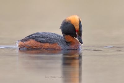 Slavonian grebe - Podiceps auritus