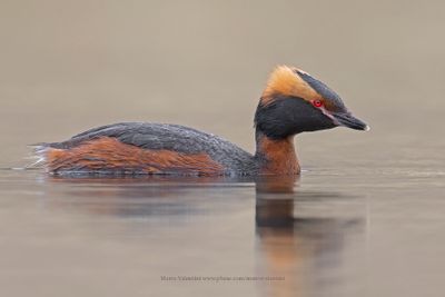 Slavonian grebe - Podiceps auritus
