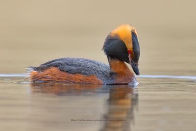 Slavonian grebe - Podiceps auritus