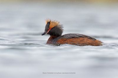 Slavonian grebe - Podiceps auritus