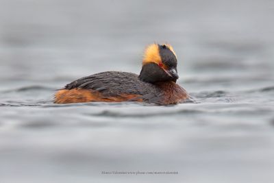 Slavonian grebe - Podiceps auritus