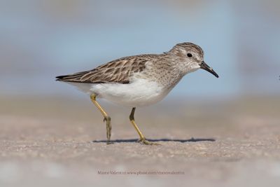 Least Sandpiper - Calidris minutilla