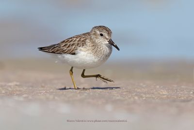 Least Sandpiper - Calidris minutilla