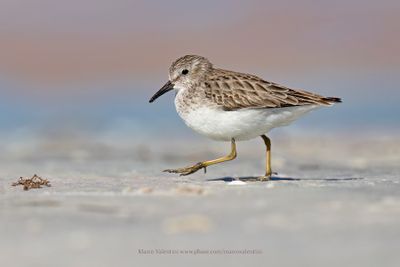Least Sandpiper - Calidris minutilla