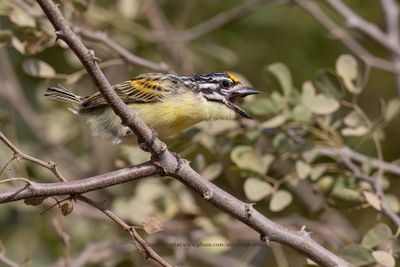 Yellow-fronted Tinkerbird - Pogoniulus chrysoconus