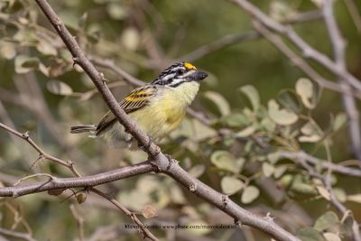 Yellow-fronted Tinkerbird - Pogoniulus chrysoconus