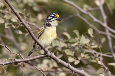 Yellow-fronted Tinkerbird - Pogoniulus chrysoconus