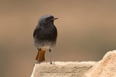 Black redstart - Phoenicurus ochruros