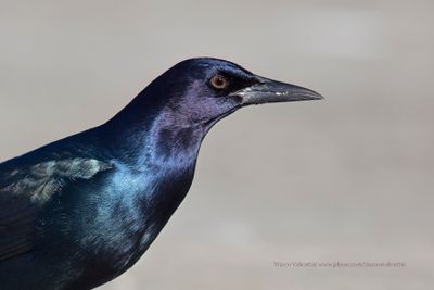 Boat-tailed grackle - Quiscalus major