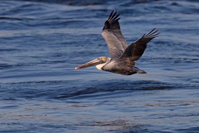 Brown pelican - Pelicanus occidentalis