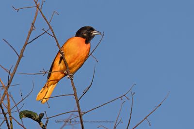 Baltimore Oriole - Icterus galbula