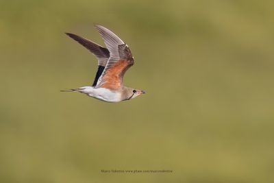Collared pratincole - Glareola pratincola