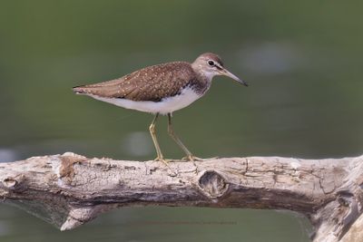 Green Sandpiper - Tringa ochropus