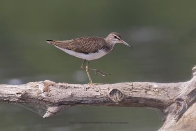 Green Sandpiper - Tringa ochropus