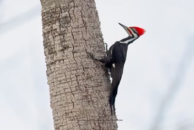 Pileated Woodpecker - Dryocopus pileatus