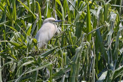 Madagascar Pond-heron - Ardeola idae