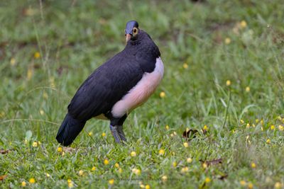 Maleo - Macrocephalon maleo