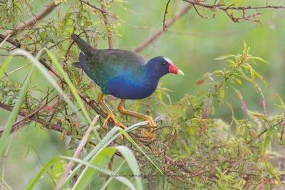 Purple gallinule - Porphyrula martinica