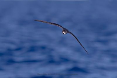 Zino's Petrel - Pterodroma madeira