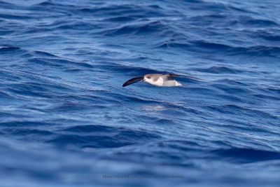 Zino's Petrel - Pterodroma madeira