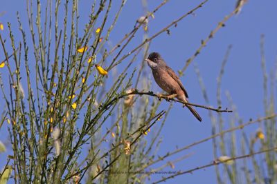 Spectacled warbler - Sylvia conspicillata