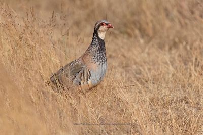 Red-legged partridge - Alectoris rufa