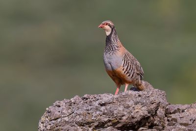 Red-legged partridge - Alectoris rufa