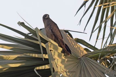 Wahlberg's Eagle - Hieraaetus wahlbergi