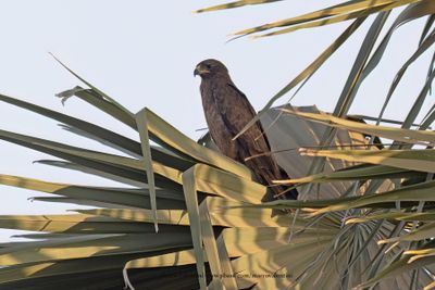Wahlberg's Eagle - Hieraaetus wahlbergi